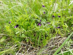 Viola disjuncta