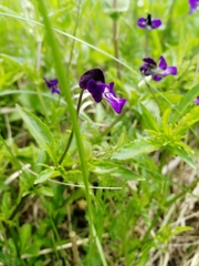 Viola disjuncta