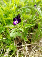 Viola disjuncta