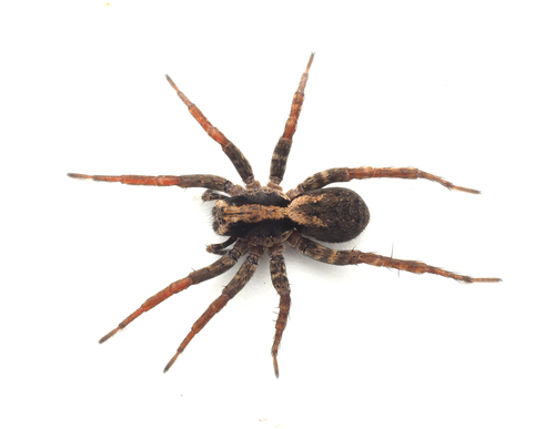 Venatrix ornatula