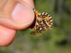 Boloria freija