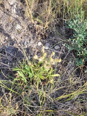Potentilla astracanica, photograph (c) Dmitriy Bochkov, some rights reserved (CC BY)