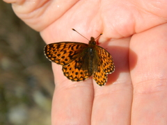 Boloria freija