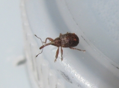 Anthonomus quadrigibbus