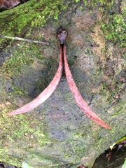 Dipterocarpus alatus