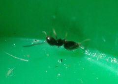 Brachymyrmex patagonicus