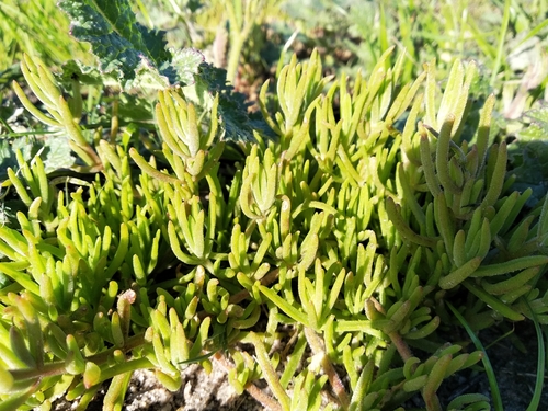 Mesembryanthemum canaliculatum