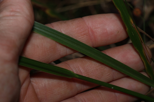 Image of Paspalum scrobiculatum by (c) Greg Tasney, some rights reserved (CC BY-SA)