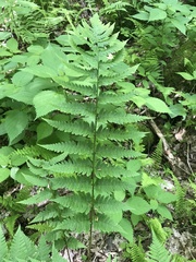 Dryopteris clintoniana