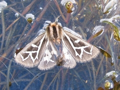 Apantesis williamsii