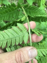 Dryopteris clintoniana