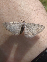 Aethalura intertexta
