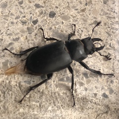 Lucanus placidus