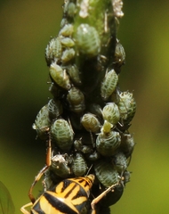 Lipaphis pseudobrassicae