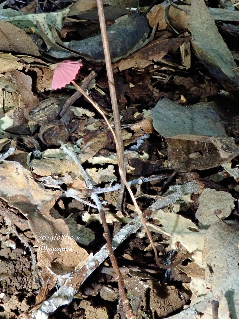 Marasmius pulcherripes