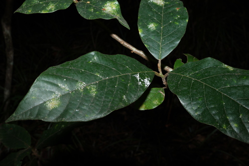 Image of Big Leaf Bollywood (Litsea leefeana) by (c) Greg Tasney, some rights reserved (CC BY-SA)