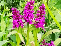 Dactylorhiza aristata