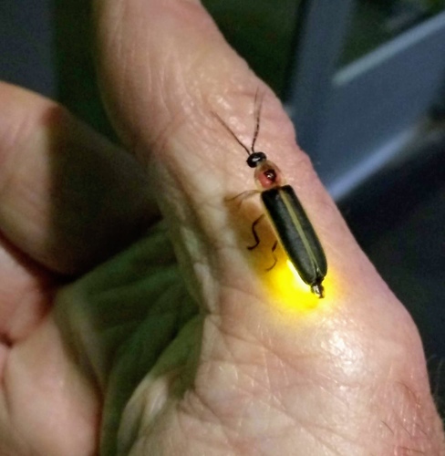 Common eastern firefly