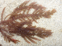 Neoptilota densa