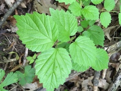 Viburnum rafinesqueanum