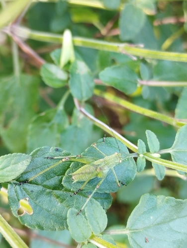Phaneroptera nana