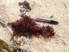 Microcladia coulteri