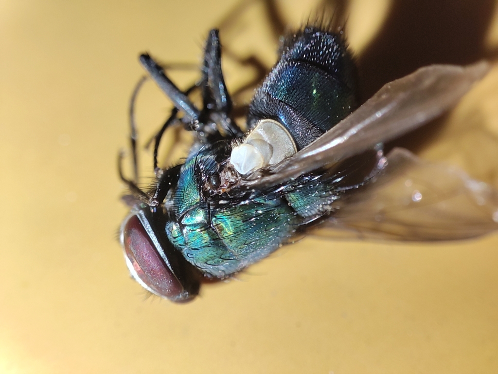 Lucilia shenyangensis