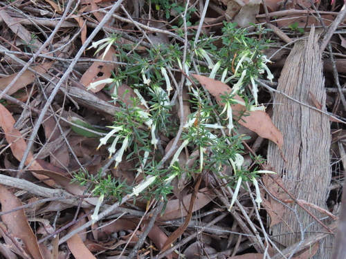 Image of Styphelia tubiflora by (c) ian_mcallan, some rights reserved (CC BY)