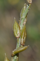 Astragalus hoodianus