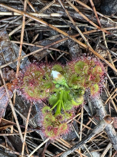 Image of Drosera stolonifera by (c) Tyler Anthony, some rights reserved (CC BY)