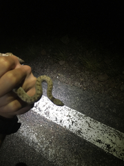 Hypsiglena chlorophaea