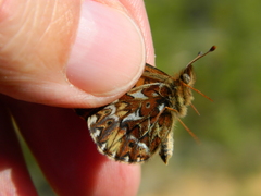 Boloria freija