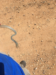 Masticophis bilineatus