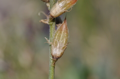 Astragalus hoodianus