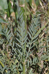 Astragalus hoodianus