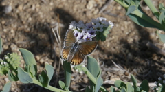 Plebulina emigdionis
