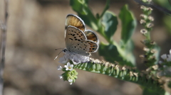 Plebulina emigdionis