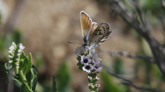 Plebulina emigdionis