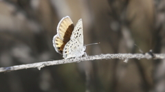 Plebulina emigdionis