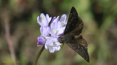 Erynnis propertius