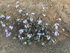 Phacelia longipes