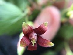 Ribes roezlii roezlii