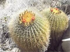 Ferocactus diguetii