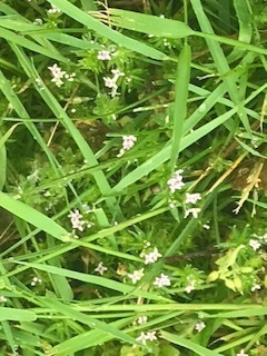 photo of Field Madder (Sherardia arvensis)