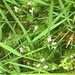 photo of Field Madder (Sherardia arvensis)