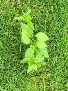 photo of Jerusalem Artichoke (Helianthus tuberosus)