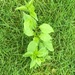 photo of Jerusalem Artichoke (Helianthus tuberosus)