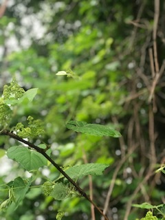 photo of White Mulberry (Morus alba)