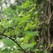 photo of White Mulberry (Morus alba)