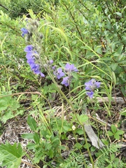 Polemonium acutiflorum